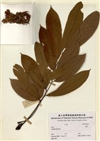 藏品(魚藤)的圖片